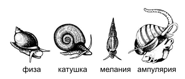 Улитка катушка фото виды аквариумных улиток