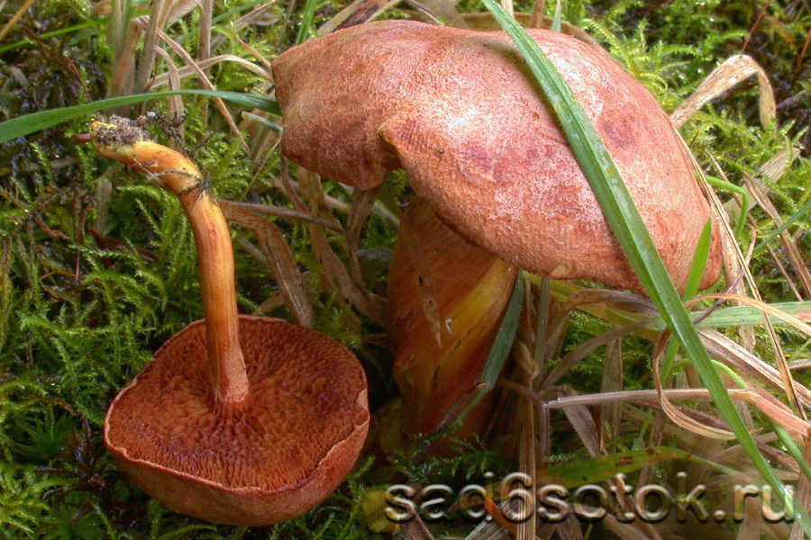 Перечный гриб (Chalciporus piperatus)